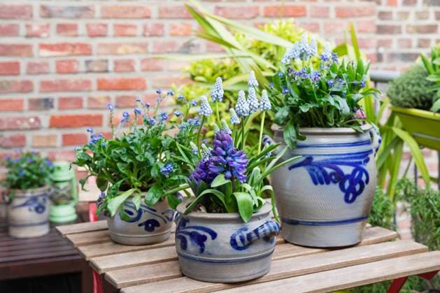 Potted hyacinths blooming in balcony garden property released, GWF07939