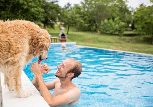 Happy man stroking golden retriever dog and enjoying in swimming pool model released, Symbolfoto property released, MAMF02897