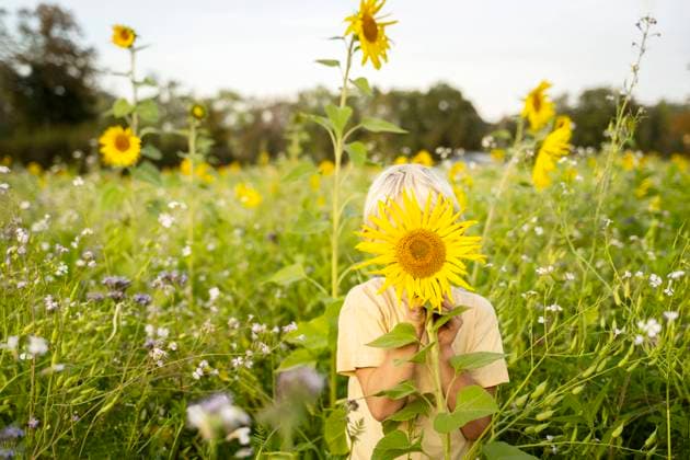 Boy hiding face with sunflower in field model released, Symbolfoto, NJAF00603