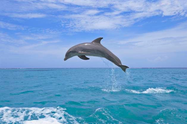 Bottle-nosed dolphin (Tursiops truncatus) jumping in Caribbean Sea, RUEF04143