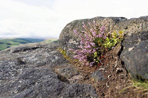 pink and purple heather growing from cracks in the rock 22045392 RECORD DATE NOT STATED