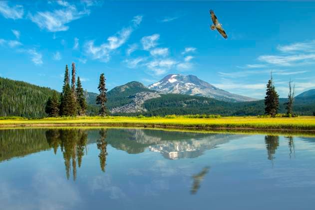 USA, Oregon, Bend, Deschutes National Forest, Sparks Lake, Osprey with South Sister, Pandion haliaetus 