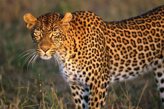 Africa, South Africa, Sabi Sabi, Sabi Sand, leopard, wildlife, cat, safari 