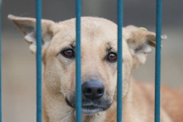 RUSSIA, DONETSK - NOVEMBER 24, 2023: A dog at an animal shelter. Dmitry Yagodkin TASS  65137491