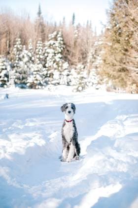 Sheepadoodle dog sitting in snow looking direct Muskoka Lakes, Ontario, Canada R_CUYS231126-1292299-01
