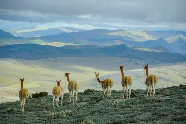 Ecuador, Andes,Chimborazo Volcano; Vicunas 