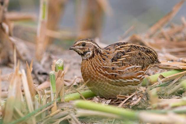 Wachtel (Coturnix coturnix), sucht Nahrung auf einem Stoppelfeld, Seitenansicht, Kuwait common quail (Coturnix coturnix), foraging on a stubble field, side view, Kuwait BLWS698971 *** Quail Coturnix Coturnix , searches Food at a Stubble field, Side view, Kuwait Common Quail Coturnix Coturnix , foraging ON a stubble field, Side view, Kuwait BLWS698971 Copyright: xblickwinkel AGAMI D.xOcchiatox