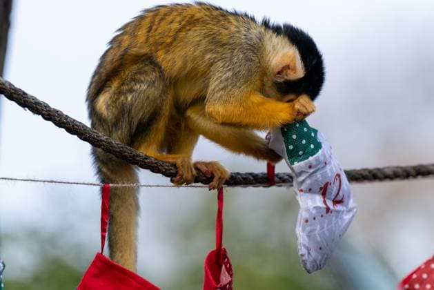 Tigers, meerkats and squirrel monkeys kicked off the countdown to Christmas on Thursday morning (November 30) - opening three very different advent calendars at London Zoo. Sumatran tiger cubs Zac and Crispin got paws-on in the seasonal frost, racing along a festive scent trail of cinnamon and nutmeg to find their advent tower - which they promptly pounced on - while the Bolivian black-capped squirrel monkey troop tested their agility as they foraged amongst hanging advent pouches for their favourite treats. Elsewhere, meerkats Penelope, Dracula and Frank woke up to their own unique calendar at the conservation zoo - searching behind 25 doors to find their favourite cricket snacks. The one thing they all had in common was their reluc Copyright: xx 53261655