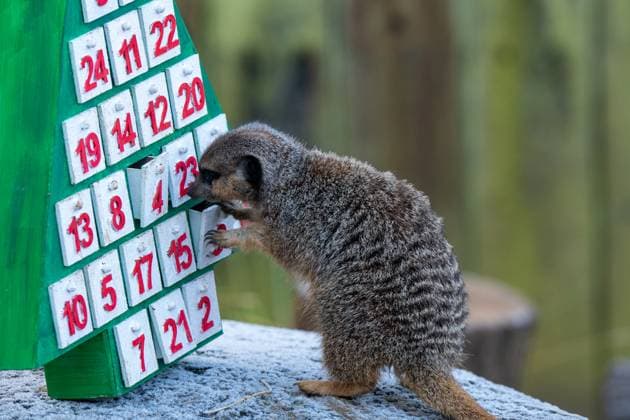 Tigers, meerkats and squirrel monkeys kicked off the countdown to Christmas on Thursday morning (November 30) - opening three very different advent calendars at London Zoo. Sumatran tiger cubs Zac and Crispin got paws-on in the seasonal frost, racing along a festive scent trail of cinnamon and nutmeg to find their advent tower - which they promptly pounced on - while the Bolivian black-capped squirrel monkey troop tested their agility as they foraged amongst hanging advent pouches for their favourite treats. Elsewhere, meerkats Penelope, Dracula and Frank woke up to their own unique calendar at the conservation zoo - searching behind 25 doors to find their favourite cricket snacks. The one thing they all had in common was their reluc Copyright: xx 53261622