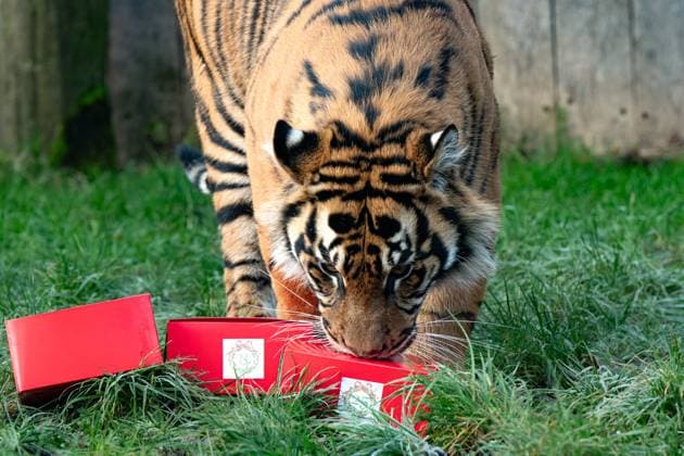 Tigers, meerkats and squirrel monkeys kicked off the countdown to Christmas on Thursday morning (November 30) - opening three very different advent calendars at London Zoo. Sumatran tiger cubs Zac and Crispin got paws-on in the seasonal frost, racing along a festive scent trail of cinnamon and nutmeg to find their advent tower - which they promptly pounced on - while the Bolivian black-capped squirrel monkey troop tested their agility as they foraged amongst hanging advent pouches for their favourite treats. Elsewhere, meerkats Penelope, Dracula and Frank woke up to their own unique calendar at the conservation zoo - searching behind 25 doors to find their favourite cricket snacks. The one thing they all had in common was their reluc Copyright: xx 53261628