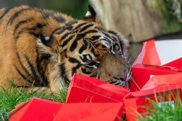 Tigers, meerkats and squirrel monkeys kicked off the countdown to Christmas on Thursday morning (November 30) - opening three very different advent calendars at London Zoo. Sumatran tiger cubs Zac and Crispin got paws-on in the seasonal frost, racing along a festive scent trail of cinnamon and nutmeg to find their advent tower - which they promptly pounced on - while the Bolivian black-capped squirrel monkey troop tested their agility as they foraged amongst hanging advent pouches for their favourite treats. Elsewhere, meerkats Penelope, Dracula and Frank woke up to their own unique calendar at the conservation zoo - searching behind 25 doors to find their favourite cricket snacks. The one thing they all had in common was their reluc Copyright: xx 53261633