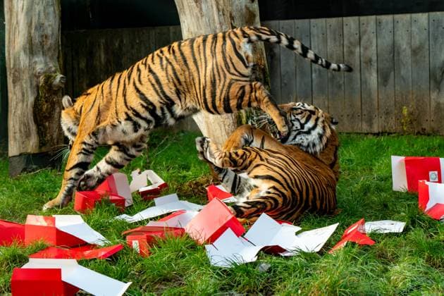 Tigers, meerkats and squirrel monkeys kicked off the countdown to Christmas on Thursday morning (November 30) - opening three very different advent calendars at London Zoo. Sumatran tiger cubs Zac and Crispin got paws-on in the seasonal frost, racing along a festive scent trail of cinnamon and nutmeg to find their advent tower - which they promptly pounced on - while the Bolivian black-capped squirrel monkey troop tested their agility as they foraged amongst hanging advent pouches for their favourite treats. Elsewhere, meerkats Penelope, Dracula and Frank woke up to their own unique calendar at the conservation zoo - searching behind 25 doors to find their favourite cricket snacks. The one thing they all had in common was their reluc Copyright: xx 53261639