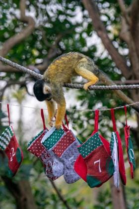 Tigers, meerkats and squirrel monkeys kicked off the countdown to Christmas on Thursday morning (November 30) - opening three very different advent calendars at London Zoo. Sumatran tiger cubs Zac and Crispin got paws-on in the seasonal frost, racing along a festive scent trail of cinnamon and nutmeg to find their advent tower - which they promptly pounced on - while the Bolivian black-capped squirrel monkey troop tested their agility as they foraged amongst hanging advent pouches for their favourite treats. Elsewhere, meerkats Penelope, Dracula and Frank woke up to their own unique calendar at the conservation zoo - searching behind 25 doors to find their favourite cricket snacks. The one thing they all had in common was their reluc Copyright: xx 53261645