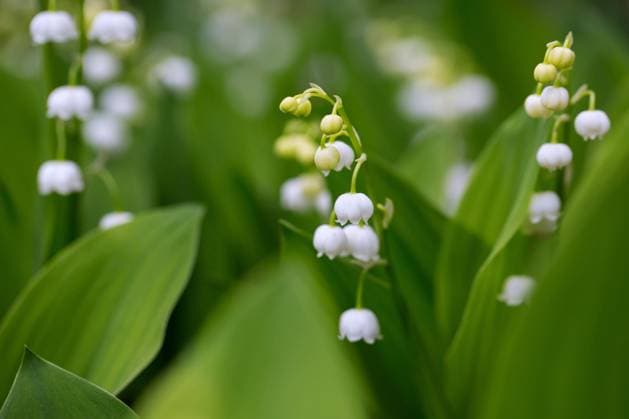  Maiglöckchen (Convallaria majalis), Maiglocke, Muguet, glockenförmige weiße Blume, die im Frühjahr im Wald blüht *** Lily of the valley Convallaria majalis , May bell, Muguet, Glockenförmige Whites Flower, the at Spring at Forest blooms Copyright: imageBROKER/alimdix/xArterrax/xSven-ErikxArndt ibltsm09915850.jpg