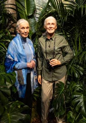 IMAGO ICONS: Jane Goodall La primatologue Jane Goodall fait son entrÃ e au MusÃ e GrÃ vin La primatologue Jane Goodall fait son entrÃ e au MusÃ e GrÃ vin Ã Paris le 1er dÃ cembre 2023. Jane Goodal, bientÃ t 90 ans, s est battue toute sa vie pour la sauvegarde des grands singes et n a cessÃ d alerter sur les risques pour le climat. Primatologist Jane Goodall will enter the GrÃ vin Museum in Paris on December 1, 2023. Jane Goodal, almost 90 years old, has fought all her life to save great apes and has continued to warn of the risks for the climate. Paris France  Copyright: xVirginiexRibautx xMusÃ exGrÃ vinxviaxBestimagexVirginiexRibautx xMusÃ exGrÃ vinxviaxBestimagex