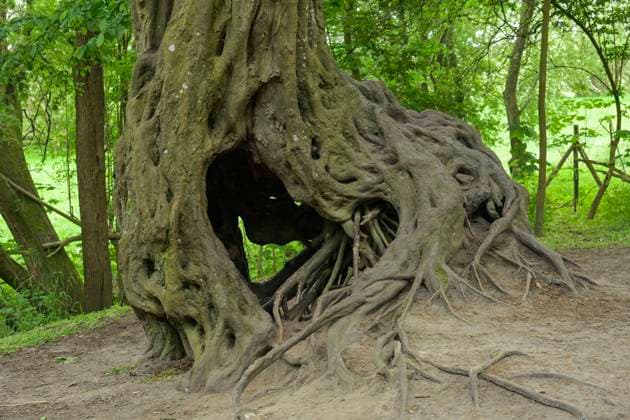 Freiliegende Wurzel, Hainbuche am Wikingermuseum Haithabu, Schleswig, Schleswig-Holstein, Deutschland *** Exposed root, hornbeam at the Viking Museum Haithabu, Schleswig, Schleswig Holstein, Germany