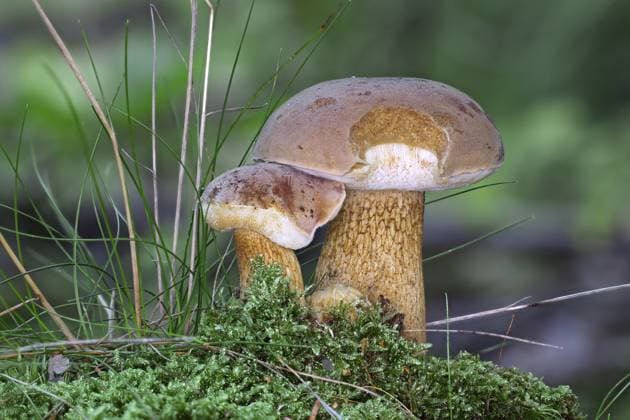 Gallenroehrling, Gallen-Roehrling, Gemeiner Gallenroehrling (Tylopilus felleus), zwei Fruchtkoerper auf bemoostem Waldboden, Seitenansicht, Deutschland, Mecklenburg-Vorpommern bitter bolete (Tylopilus felleus), two fruiting bodies on mossy forest ground, side view, Germany, Mecklenburg-Western Pomerania BLWS699159 *** Gallenroehrling, Gallen Roehrling, Common Gallenroehrling Tylopilus Felleus , Two fruit body at bemoostem Forest floor, Side view, Germany, Mecklenburg Western Pomerania Bitter bolete Tylopilus Felleus , Two fruiting Bodies ON Mossy Forest ground, Side view, Germany, Mecklenburg Western Pomerania BLWS699159 Copyright: xblickwinkel H.xDutyx