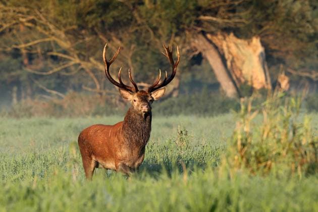 Rothirsch, Rot-Hirsch, Edelhirsch, Edel-Hirsch, Rotwild, Rot-Wild (Cervus elaphus), Rothirschbulle steht auf einer Waldlichtung, Seitenansicht, Deutschland, Mecklenburg-Vorpommern red deer (Cervus elaphus), stag standing in a forest clearing, side view, Germany, Mecklenburg-Western Pomerania BLWS699218 *** Red deer, Red Deer, Noble deer, Noble Deer, Red deer, Red Wild Cervus elaphus , Red deer bull is at a Forest clearing, Side view, Germany, Mecklenburg Western Pomerania Red Deer Cervus elaphus , Stag standing in a Forest clearing, Side view, Germany, Mecklenburg Western Pomerania BLWS699218 Copyright: xblickwinkel H.xDutyx