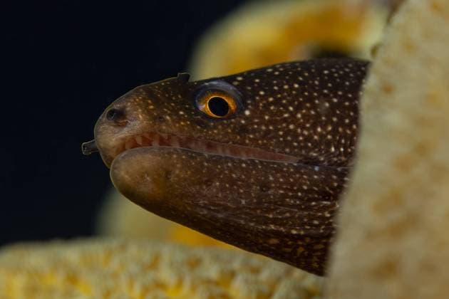 Macro shot capturing the intricate details and textures of a moray eel s face, against a dark, oceanic backdrop. Model Released ArturoVigil_ID17715_535731_015 Copyright: xArturoxVigilx