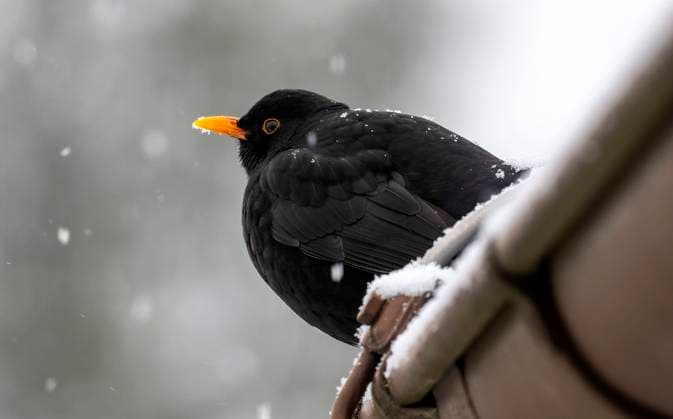 03.12.2023, Winter in Bayern. Große Mengen Neuschnee auch in Bad Wörishofen im Unterallgäu. Über Nacht sind 50 Zentimeter Neuschnee gefallen und verwandelt die Landschaft in ein Winterwunderland. Ein Amsel-Männchen (Turdus merula) wartet auf einer Dachrinne. 03.12.2023, Bad Wörishofen 03.12.2023, Bad Wörishofen *** 03 12 2023, Winter in Bavaria Large amounts of fresh snow also in Bad Wörishofen in Unterallgäu Overnight, 50 centimetres of fresh snow have fallen, transforming the landscape into a winter wonderland A male blackbird Turdus merula waits on a gutter 03 12 2023, Bad Wörishofen 03 12 2023, Bad Wörishofen