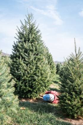 Rows of evergreen trees at a Christmas tree farm. Washington, District of Columbia, United States CR_YWPB23120592-1298779-01 ,model released, Symbolfoto