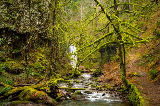 Mossy hiking trail in The Columbia River Gorge Hood River, Oregon, United States R_JANERG220221-932988-01