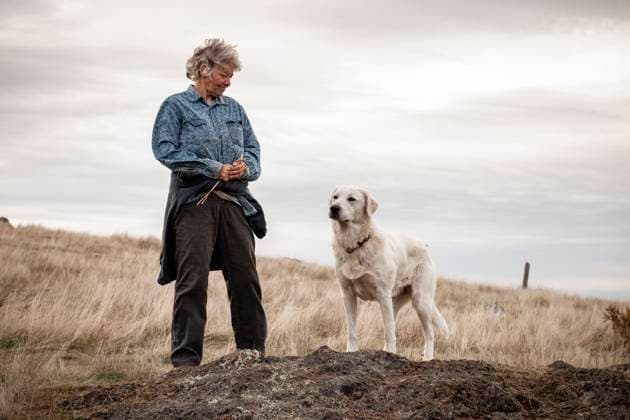 Creative Highlights Symbolbilder female farmer and sheep dog look over pasture Kneeland, California, United States R_JATAOR231129-10055-01 ,model released, Symbolfoto ,property released