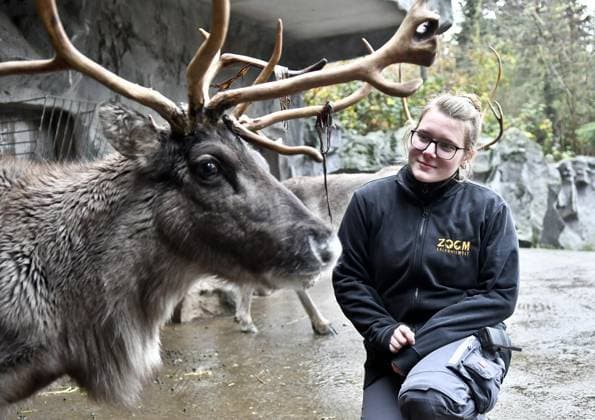 News Themen der Woche KW49 Rentiere in Gelsenkirchen. *** NUR FÜR REDAKTIONELLE ZWECKE *** EDITORIAL USE ONLY ***<p>Rentier Molly und Tierpflegerin Linda Bergmann. Zooserie: Wie besuchen die Rentiere am Mittwoch, den 06. Dezember 2023 in Gelsenkirchen-Bismarck in der Zoom Erlebniswelt. Deutschland NRW Gelsenkirchen Bismarck Copyright: HeinrichxJung *** Reindeer in Gelsenkirchen FOR EDITORIAL PURPOSES ONLY EDITORIAL USE ONLY p Reindeer Molly and zookeeper Linda Bergmann Zoo series We visit the reindeer on Wednesday, December 06, 2023 in Gelsenkirchen Bismarck at Zoom Erlebniswelt Deutschland NRW Gelsenkirchen Bismarck Copyright HeinrichxJung Copyright: HeinrichxJung doc7t51elkjub81navajhew ,EDITORIAL USE ONLY