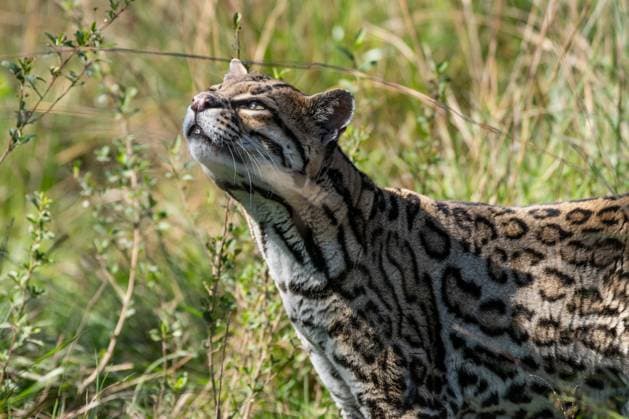 **VIDEO AVAILABLE. CONTACT INFO@COVERMG.COM TO RECEIVE.** Two ocelots released into Ibera National Park have created history as the first pair to commence the recovery of their species. The rewilding project aims to reintroduce the species to the park in Northeastern Argentina, where it faced extinction during the twentieth century, primarily due to hunting and habitat destruction. This forms a part of the most ambitious rewilding programme in Latin America and the world s inaugural ocelot reintroduction initiative of its kind. The ocelot stands as the seventh species being reinstated in Ibera Park; other noteworthy rewilding endeavours encompass the reintroduction of the jaguar, the giant anteater, and the red-and-green macaw. Tomi a Copyright: xx 53282472