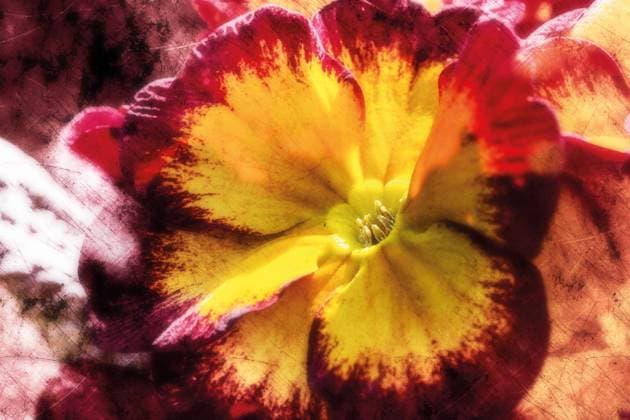 Gelbrote Primel im Sonnenschein Wunderschöne Primelblüte in Gelb und Rot in der Frühlingssonne. Künstlerische Fotografie mit Textur. Beautiful primrose flower in yellow and red in spring sun. Artistic photography with texture. Copyright: xZoonar.com NiccxKochx 20687741