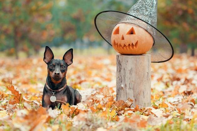 halloween pumpkin in a festive hat and a miniature pinscher dog lying in yellow autumn leaves in the park during the day halloween pumpkin in a festive hat and a miniature pinscher dog lying in yellow autumn leaves in the park during the day open air Copyright: xZoonar.com SofiiaxPotaninax 20733346