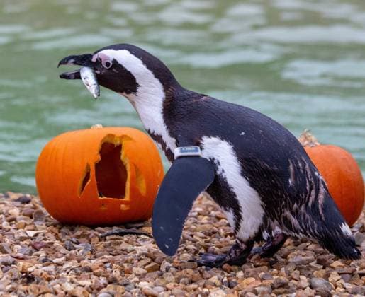 Trick or Treat at ZSL Whipsnade Zoo Endangered African penguins have fishy snacks out of Halloween pumpkins Spirited lionesses Waka and Winta were amongst the many youngsters sinking their teeth into Halloween at Whipsnade Zoo today (Monday 30 October) as zookeepers treated animals across the zoo to a spook-tacular surprise. Zookeepers carved petrifying pumpkins for many of the 11,000 animals at the UK™s largest zoo, using the spooky squashes to put the animals foraging and hunting skills to the test. The conservation zoo™s playful two-year-old African lionesses, Waka and Winta, pounced on the pumpkins after following a bloody trail to sniff out the meaty treats hidden inside, while the zoo™s colony of African penguins waddl  Copyright: xAvalonx 0818080957