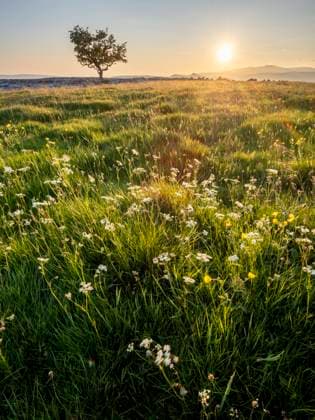 Flowers, grass and lone Hawthorn tree in evening sunlight, Winskill Stones Nature Reserve, Stainforth, Yorkshire Dales National Park, Yorkshire, England, United Kingdom, Europe Copyright: RobertxCanis 1200-635