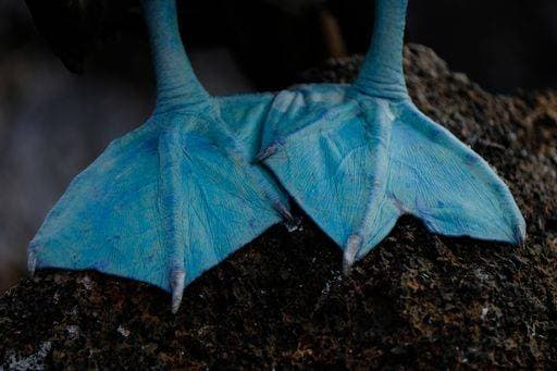 A closeup of blue-footed booby feet on a rock 25450 RECORD DATE NOT STATED
