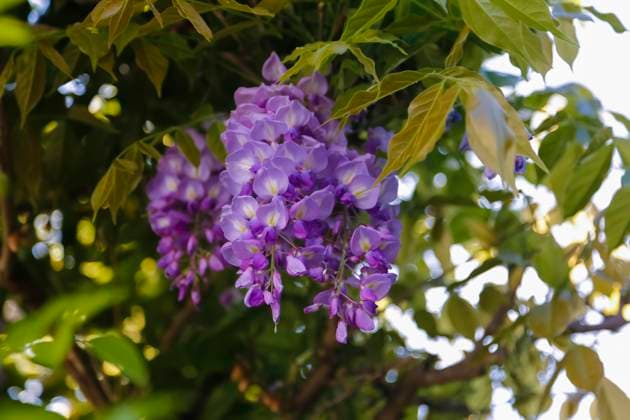  Blauregen (Wisteria), Wisterie, Wistarie, Glyzinie, Glyzine, Glycine, Glycinie, verholzende Kletterpflanze, Frühjahrsblüher, Garten, Gewächs, Pflanze, lila Blüten, grüne Blätter, Deutschland, Europa *** Blue rain Wisteria , Wisteria, Wistarie, Wisteria, Wisteria, Glycine, Glycine, lignifying Climbing plant, Spring bloomers, Garden, Crop, Plant, purple Blossoms, green Leaves, Germany, Europe Copyright: imageBROKER/KatharinaxHild iblkah08592591.jpg