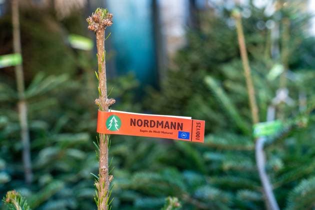 Le Havre, France - December 6, 2023: Christmas tree sale in front of a nursery in Le Havre, France with fresh fir trees, Nordmann fir trees *** Weihnachtsbaum Verkauf vor einer Gärtnerei in Le Havre, Frankreich mit frischen Tannenbäumen, Nordmann Tannen