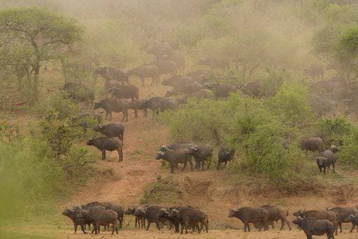 Creative Highlights World A herd of buffaloes walking on the hill 116981 RECORD DATE NOT STATED