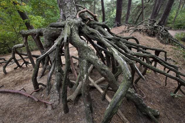  Freigelegte Wurzeln von WaldRotföhre (Pinus sylvestris) aufgrund von Bodenerosion im Wald von Kasterlee, Belgien, Europa *** Freigelegte Roots from ForestRed pine Pinus sylvestris due to from Soil erosion at Forest from Kasterlee, Belgium, Europe Copyright: imageBROKER/alimdix/xArterrax/xJohanxDexMeester ibltsm09936015.jpg