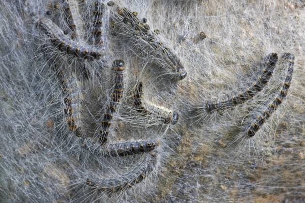 Nest von Eichenprozessionsspinner (Thaumetopoea processionea) am Baumstamm *** Nest from Oak Processionary Moth Thaumetopoea processionea on Tree trunk Copyright: imageBROKER alimdix xArterrax xJohanxDexMeester ibltsm09936074.jpg