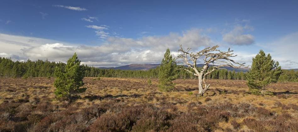 Abgestorbene Rotföhre (Pinus sylvestris) in einem Moorgebiet, Heide, Cairngorms National Park, Badenoch and Strathspey, Schottland, UK *** dead Rotföhre Pinus sylvestris in a Moorland, Heide, Cairngorms National Park, badenoch and Strathspey, Scotland, UK Copyright: imageBROKER alimdix xArterrax xSven-ErikxArndt ibltsm09936323.jpg