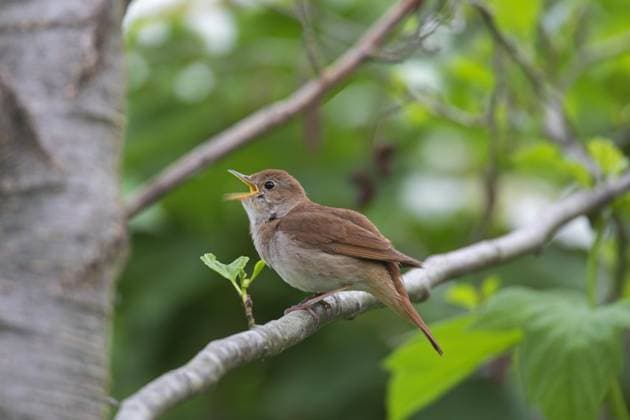  Singende Nachtigall (Luscinia megarhynchos), Rotkopfnachtigall Männchen im Frühjahr auf einem Baum sitzend *** singing Nightingale Luscinia megarhynchos , Red-headed Nightingale Male at Spring at a Tree sitting Copyright: imageBROKER/alimdix/xArterrax/xSven-ErikxArndt ibltsm09936573.jpg