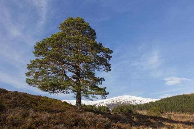 Creative Highlights World Einsame einheimische Rotföhre (Pinus sylvestris) in Glen Affric im Winter, Inverness shire, Schottische Highlands, Highland, Schottland, UK *** Lonely Locals Rotföhre Pinus sylvestris in Glen Affric at Winter, Inverness shire, Scottish Highlands, Highland, Scotland, UK Copyright: imageBROKER/alimdix/xArterrax/xSven-ErikxArndt ibltsm09936657.jpg