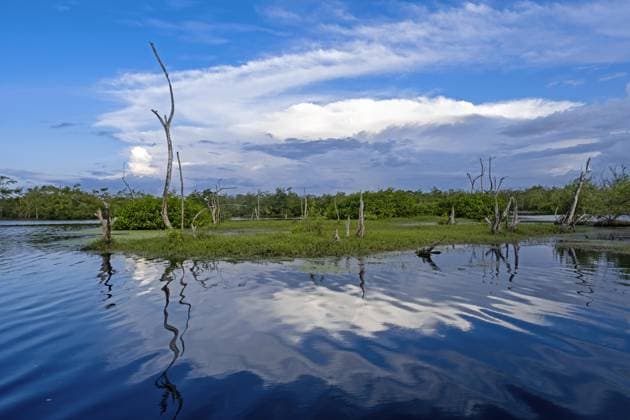 Creative Highlights World Sumpfgebiet im Bigi Pan Naturreservat in Nieuw Nickerie, Suriname, Surinam, Südamerika *** Swamp area at Bigi Pan Nature Reserve in Nieuw Nickerie, Suriname, Suriname, South America Copyright: imageBROKER/alimdix/xArterrax/xMaricaxvanxderxMeer ibltsm09936759.jpg