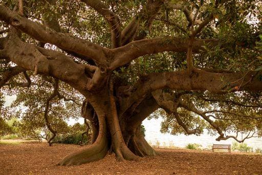 A huge tree in the Sydney Botanical Garden with a lake on the background 151325 RECORD DATE NOT STATED