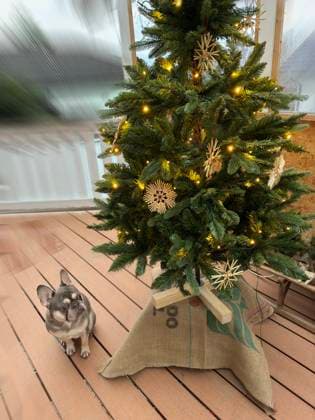 Weihnachten mit Tannenbaum und Hund *** Christmas with Tannenbaum and Dog 1088816267