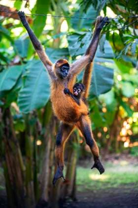 Some spider monkeys in Puerto Barillas in Jiquilisco Bay in Gulf of Fonseca Pacific Ocean El Salvador Central America. Critically Endangered Nicaraguan sub-species of the Black-handed (Geoffroy s) spider monkey (Ateles geoffroyi geoffroyi), El Salvador, Central America. Mother with baby Puerto Barillas is a beautiful and cozy tourist destination where you can connect with nature, knowing that we offer every little detail to enjoy your vacation. Jungle lodge style accommodation area has comfortable tree houses and apartments. Variety of activities, including: tours of Jiqulisco Bay, bike tours, Kayak rental, tour to spider monkey sanctuary, cocoa plantation tour, fishing tours or Puerto Barillas is a wonderful place to relax. El Copyright: xSergixReboredox xVWPicsx SRE-036-EC3025