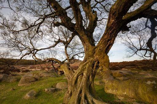 A closeup of the ancient tree at Owler Tor in the Peak District National Park in the UK 240894 RECORD DATE NOT STATED