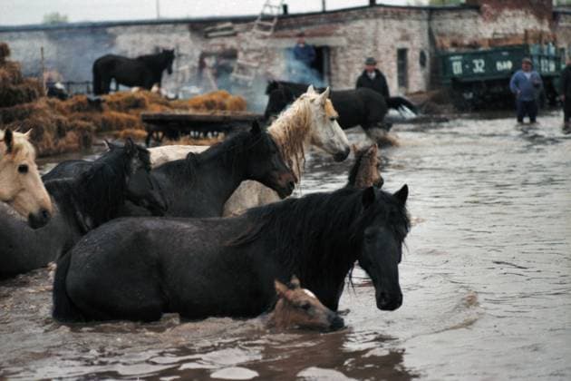 Bashkir ASSR, USSR. The view shows the herd of horses with foals during a flood at the suburban Michurin sovhoz (state farm) in Sterlitamak. Viktor Vonog TASS  16927949