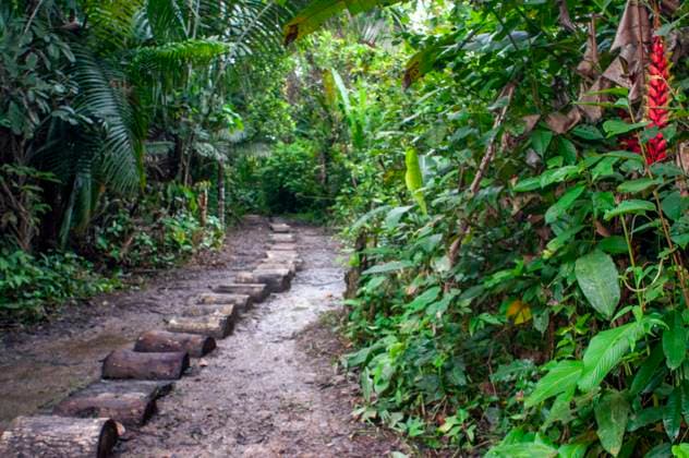 Landscape of the Amazon primary jungle rainforest during a hike inside the indiana village near Iquitos, Loreto, Peru, South America. The Amazon rainforest, also called Amazon jungle or Amazonia, is a moist broadleaf tropical rainforest in the Amazon biome that covers most of the Amazon basin of South America. This basin encompasses 7,000,000 km2 of which 5,500,000 km2 are covered by the rainforest. This region includes territory belonging to nine nations and 3,344 formally acknowledged indigenous territories. Belen Peru Copyright: xSergixReboredox xVWPicsx SRE-BJ1328