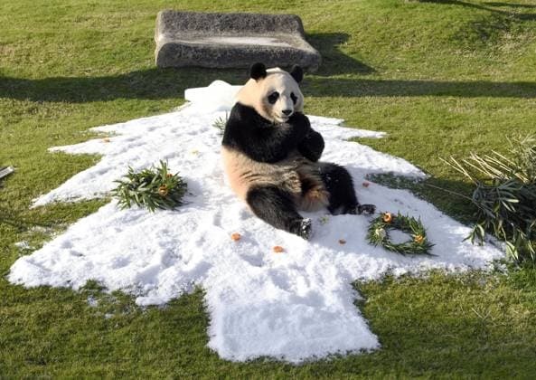 Giant panda Fuhin Giant panda Fuhin is given artificial snow as a Christmas gift at the Adventure World zoo and amusement park in Shirahama in the western Japan prefecture of Wakayama on Dec. 23, 2023.  A14AA0002267303P